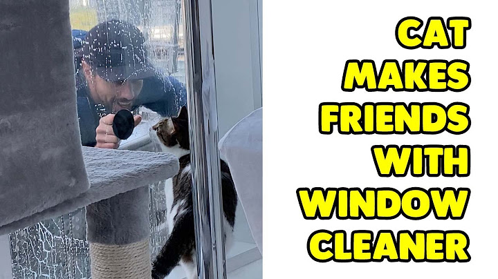 Cat Makes Friends With Window Cleaner