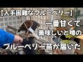 【入手困難なブルーベリー】、一番甘くて美味しいブルーベリー苗が届きました！苗木の成長を促す新資材をタカが紹介します☺ スプリングハイ植付