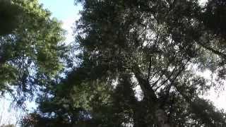 13_La Route des Sapins du Haut-Bugey-LA PRAILLE.mp4
