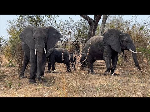 KATAVI NP TANZANIA The Undiscovered Wilderness