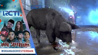 IH SEREM - Teror Babi Hitam Di Kp Bambusari [13 Desember 2017]