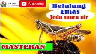 MASTERAN BELALANG EMAS JEDA SUARA AIR (Link Mp3 by request)