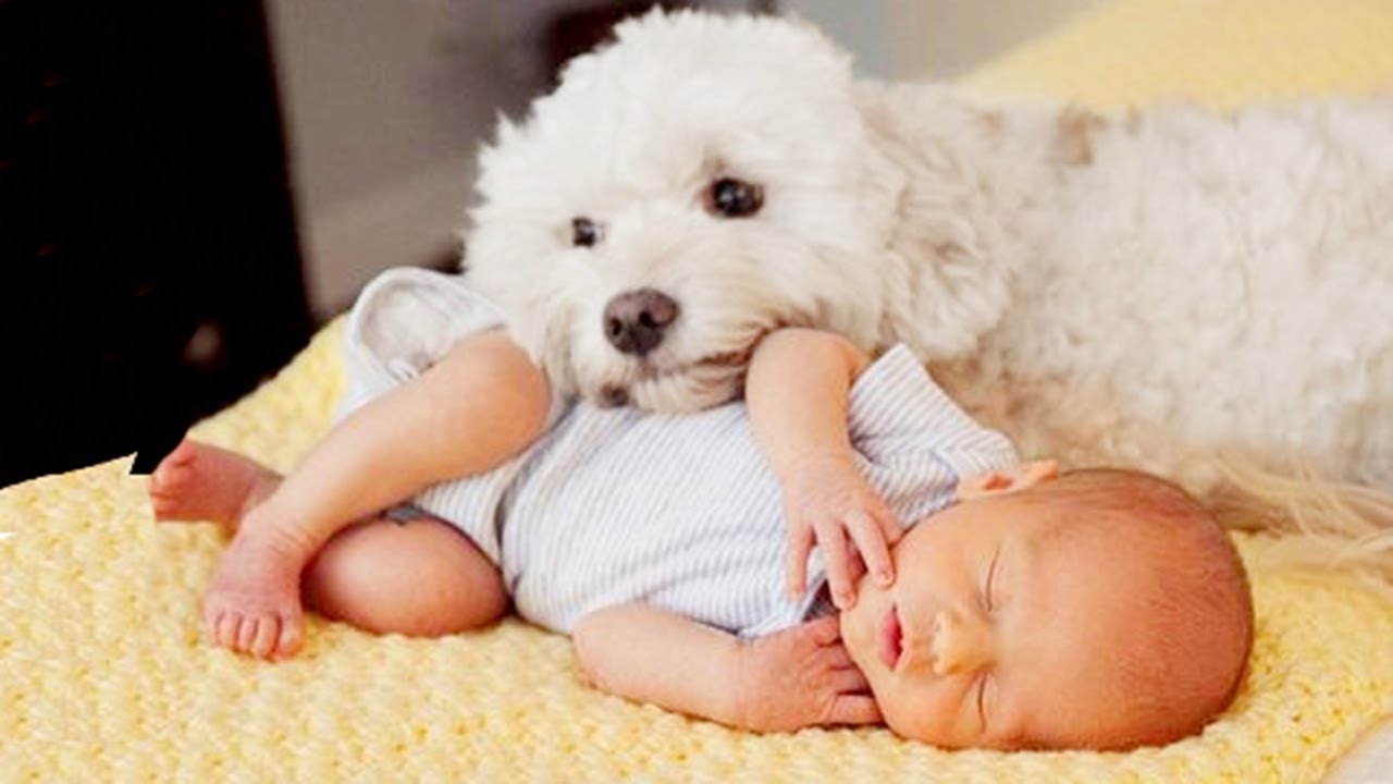 Bichon Mignon Jouant Et Protegeant Bebe Chien Et Bebe Youtube