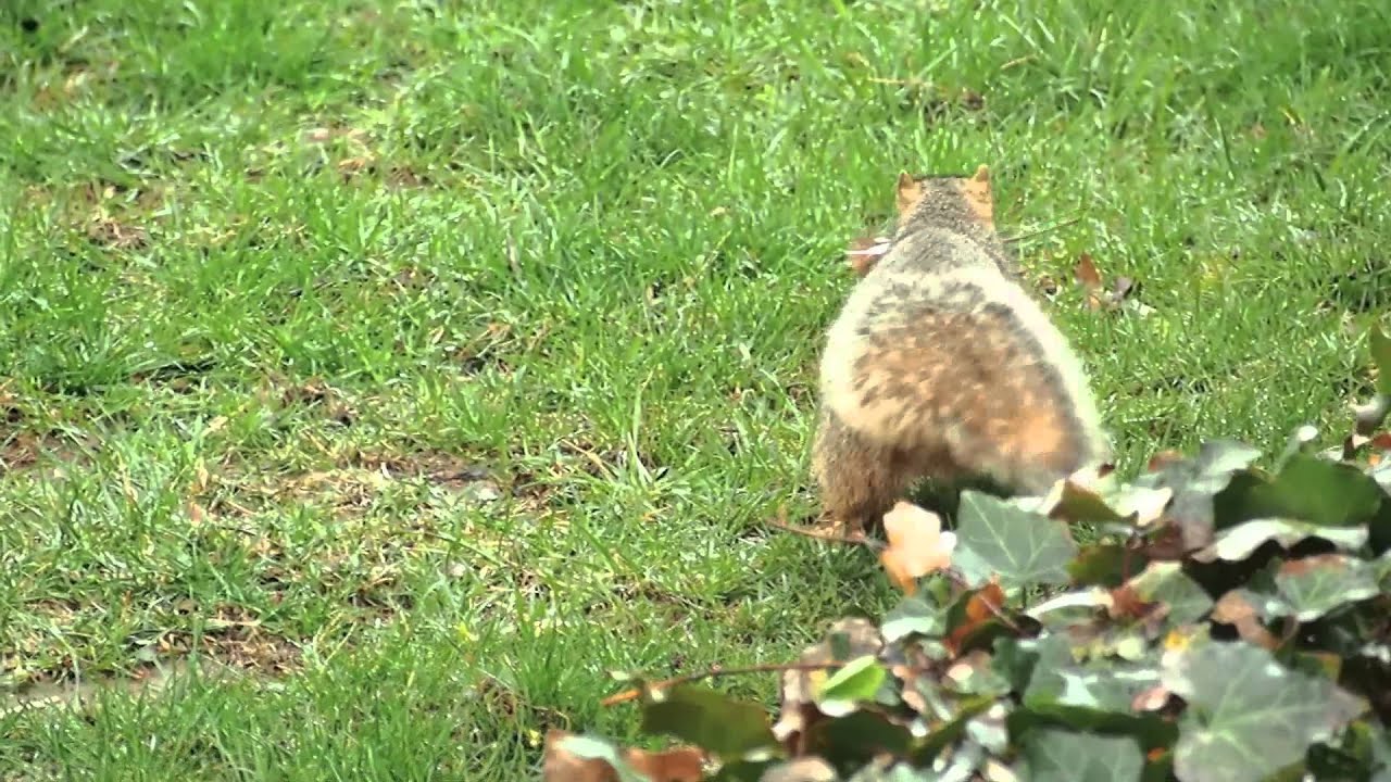 Nesting Squirrel YouTube