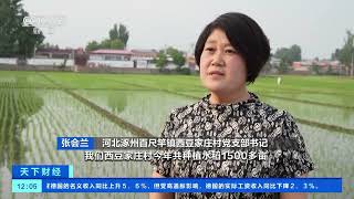 [天下财经]河北涿州：近万亩水稻正在插秧 机械化作业提效率| 财经风云
