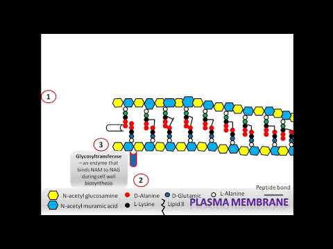 Video: Analys Av Peptidoglycan-typ Av Auxotrofisk Oral Patogen N-acetylmuraminsyra Tannerella Forsythia Och Omklassificering Av Porphyromonas Gingivalis Peptidoglycan-typ