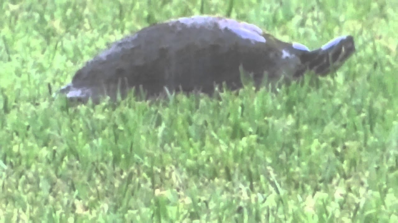 dsc-hx200v firmware update Turtle in the Rain in Florida