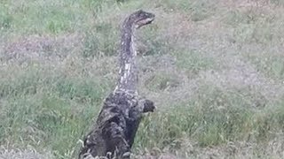Is This A Picture Of The Loch Ness Monster?