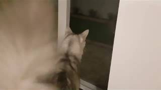 Very Angry Cat in our Backyard by Purrsome Brothers 403 views 5 years ago 50 seconds