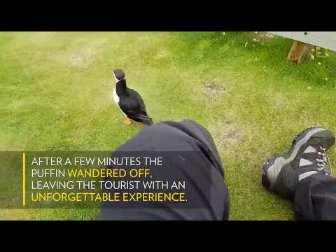 Watch Curious Puffin