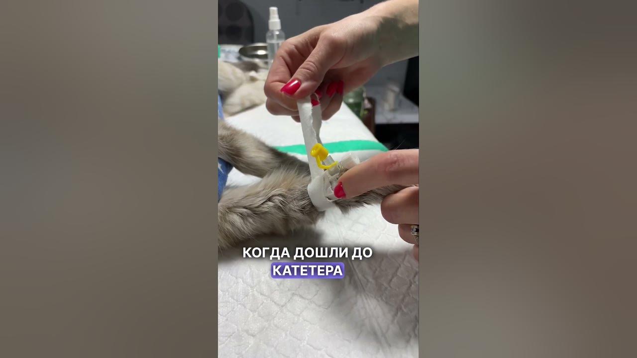 Как правильно снять катетер у кошки Снятие внутривенного катетера у кошки YouTube