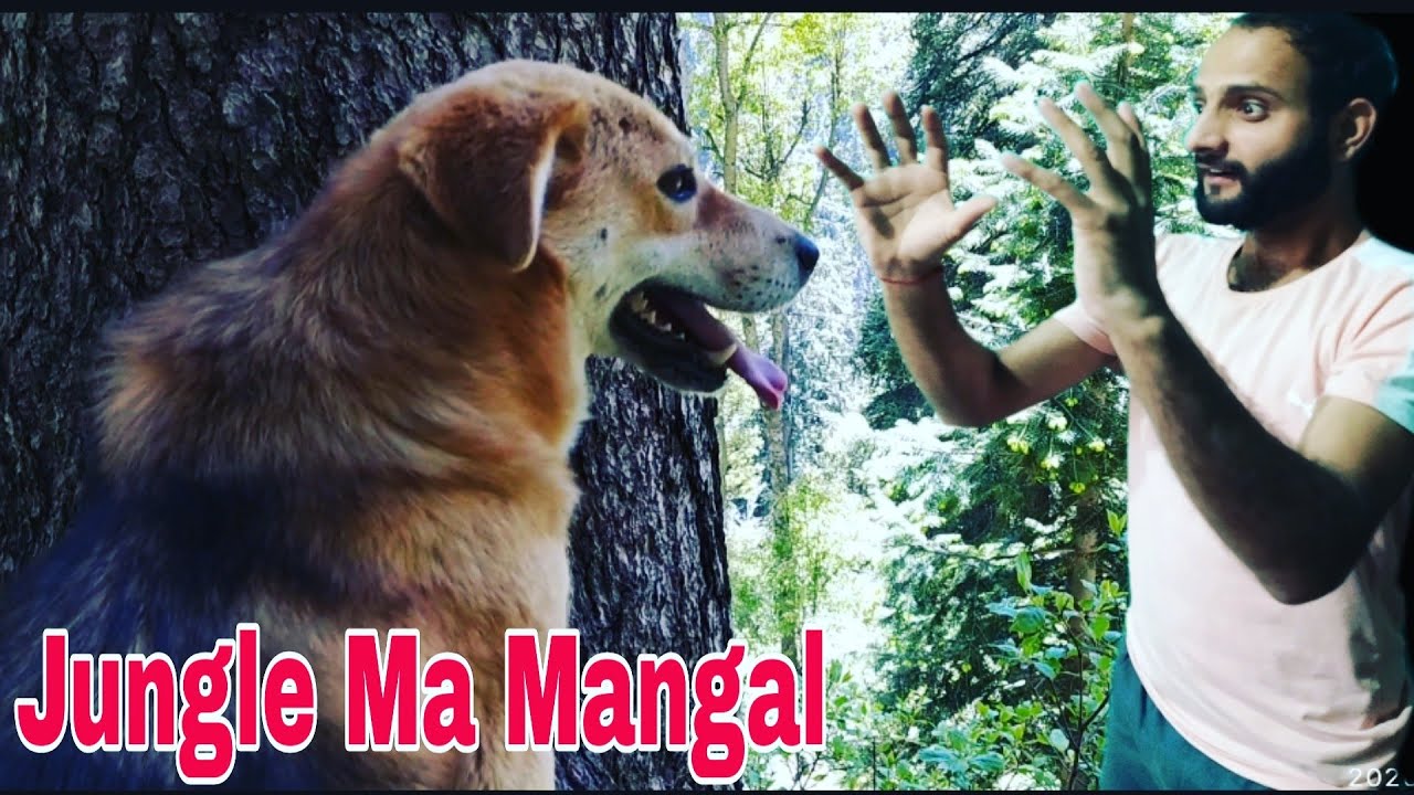Explore The Beauty Of Jungle ll Jungle Mein Mangal - YouTube