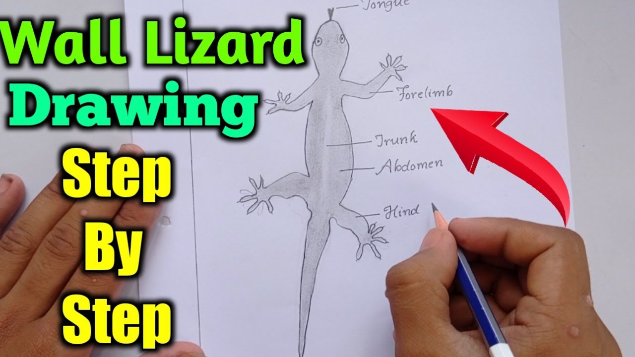 How To Draw Lizard Wall Lizard Drawing How To Draw Hemidactylus How To Draw Lizard Wall Lizard Drawing How To Draw Hemidactylus