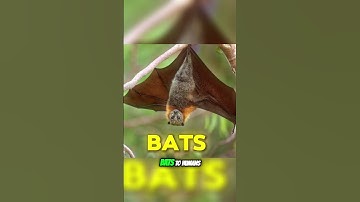 Nipah Virus Explained_ Risks, Spread, and Prevention