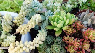 297 [Some succulents die in the cold] Before it gets cold, be sure