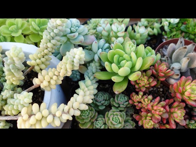 297 [Some succulents die in the cold] Before it gets cold, be sure