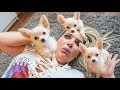 Giant puppies creeps up on mom funny skit in real life