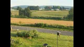 flocking birds in Brandonville PA.avi