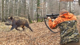 Hunting Serbia -Wild boar hunting | Lov divlje svinje planina Jastrebac Kruševac|Caccia ai cinghiali