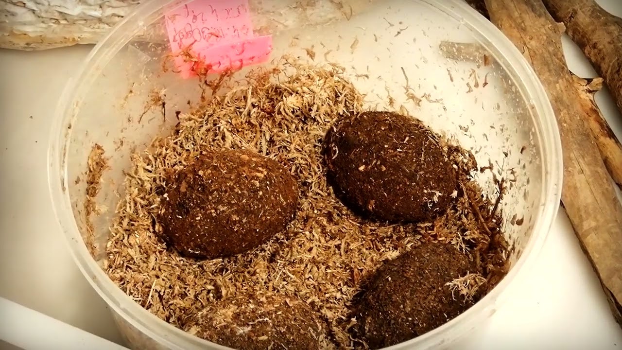 VLOG - Mushroom - Kinshi - Stag beetles - BeetleParadise