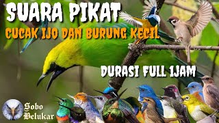 Suara Pikat Semua Jenis Burung Liar || Terbukti Burung Liar Lengket Dengan Mp3 Ini