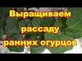 Сеем  на рассаду огурцы рано,для раннего урожая. Соревнование