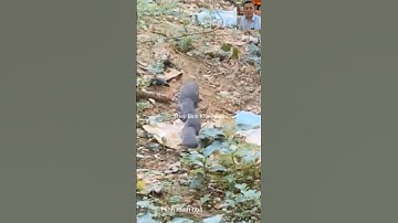 Nguyên nhân chuột nối đuôi thành hàng #shortvideo #dongvat #thưgiãn #shorts #wildlife #animals