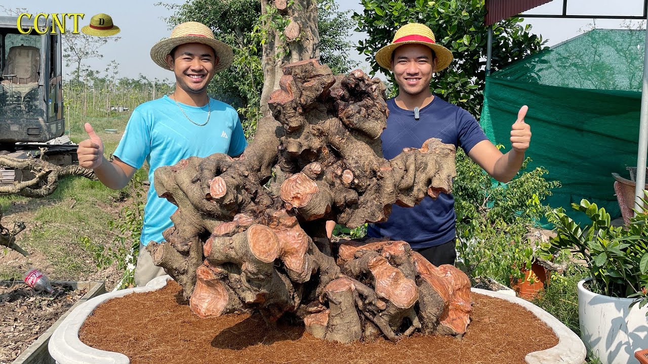 Siêu Phẩm Tương Lai Xuất Thân Từ Cây Khai Thác Ở Chuồng Gà | Dũng Mũ Rơm