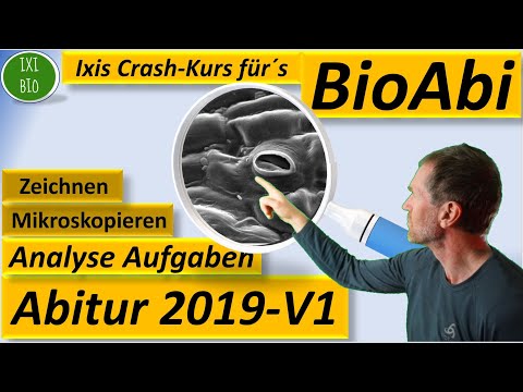 Training für Bio Abitur 2022 - Abitur Biologie 2019 analysiert - V1 - spaltöffnungen wirkungsweise