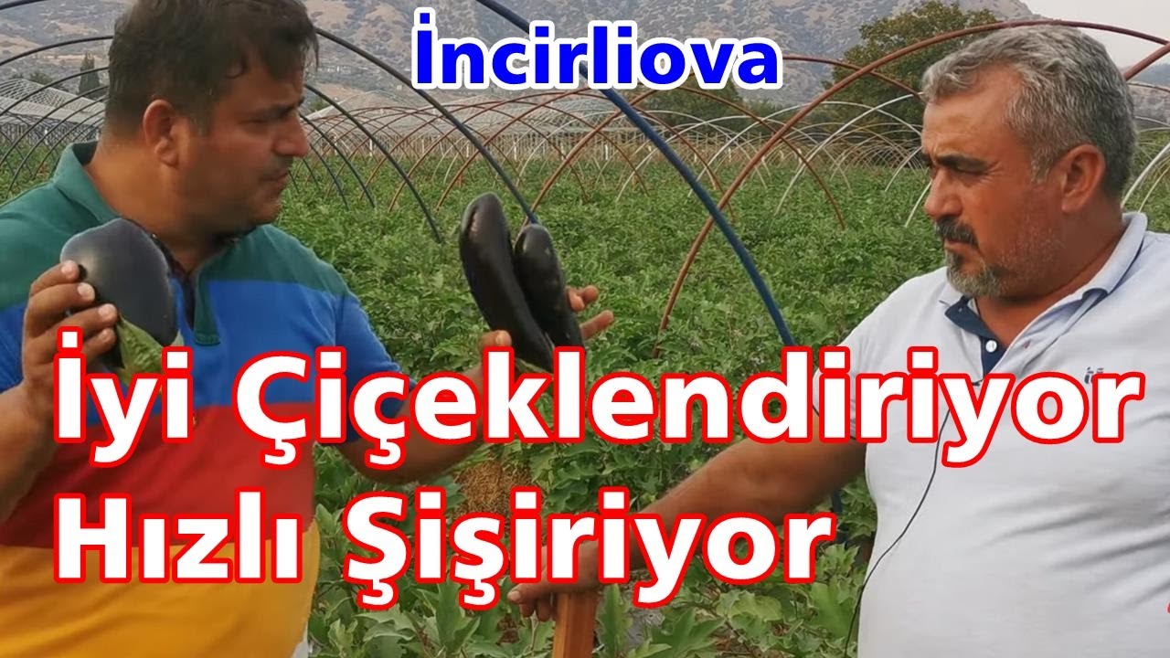 Patlıcan Serası - Tarlasında Rekor Yaprak ve Damlama Gübreleri  İle Bol Çiçek - Hızlı Sebze Büyütmek