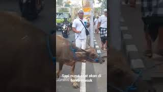 sapi saat akan di pakai upacara #shorts