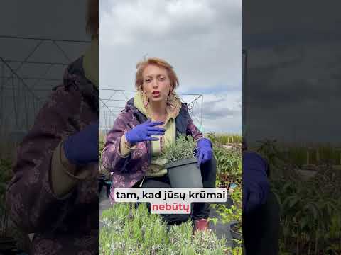 Video: Ar levandų augalai atbaido klaidas?
