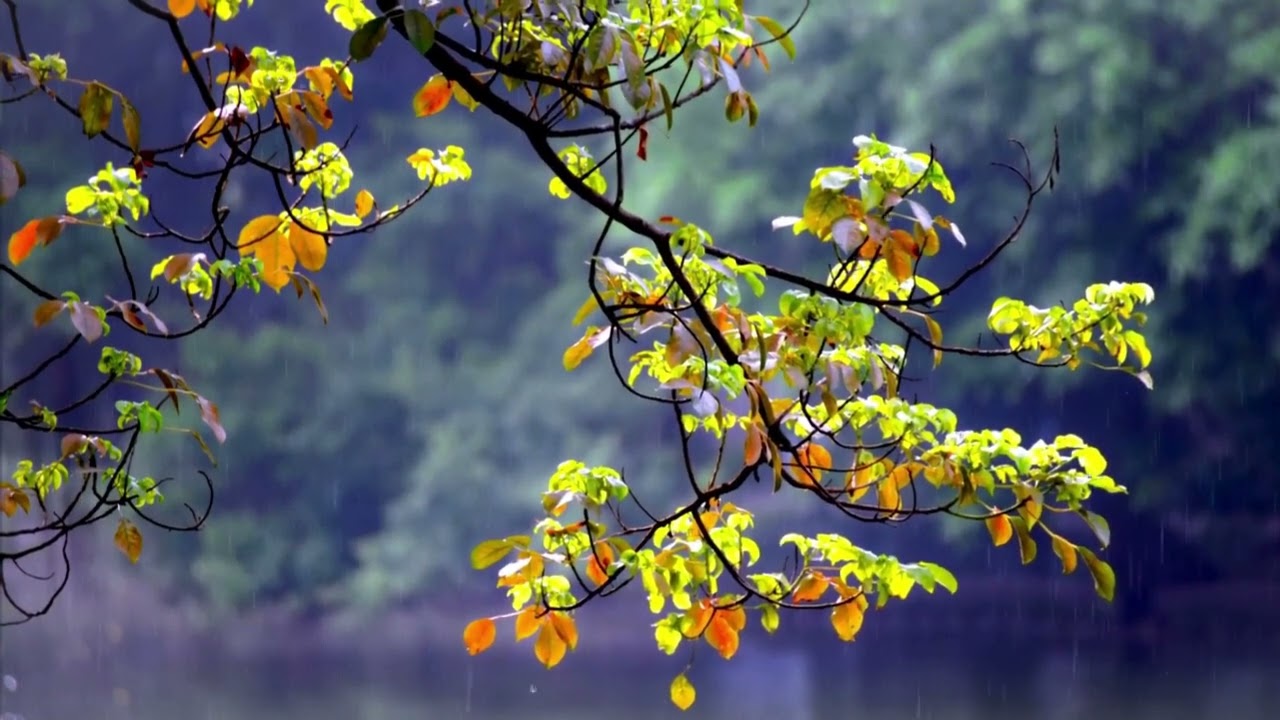 Muslimiinta Maxaa Kaala Gudboon