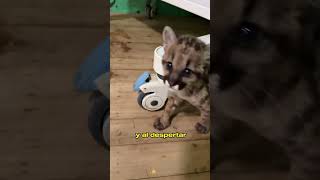 They Thought It Was a Kitten... Until It Started Growing #animals #Friendship #Us