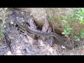 Arizona Black Rattlesnake