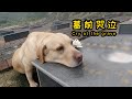 【我叫元小旦】導盲犬在爺爺墓前的行為，把我惹哭了，原來狗狗真能感覺主人離去