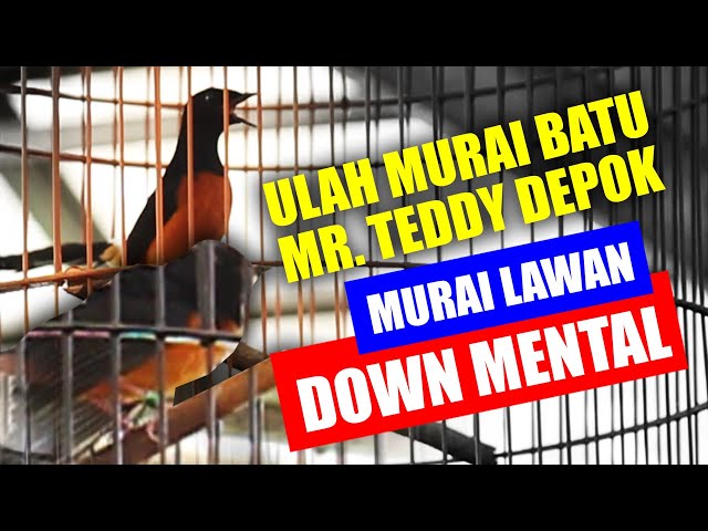 BIKIN DOWN MENTAL LAWAN MURAI BATU RISET MR. TEDDY LEOPARD BC DEPOK #downmental #muraimedanasli class=