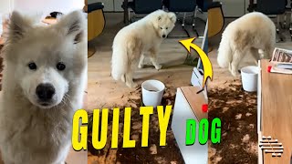 Guilty Dog Caught in Action After He Got the Soil All Over the Floor