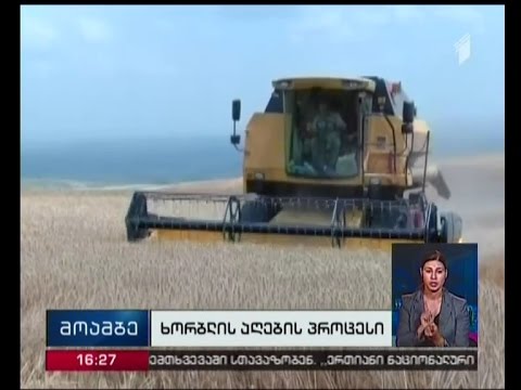 შირაქის ველზე ხორბლის აღების პროცესი მიმდინარეობს