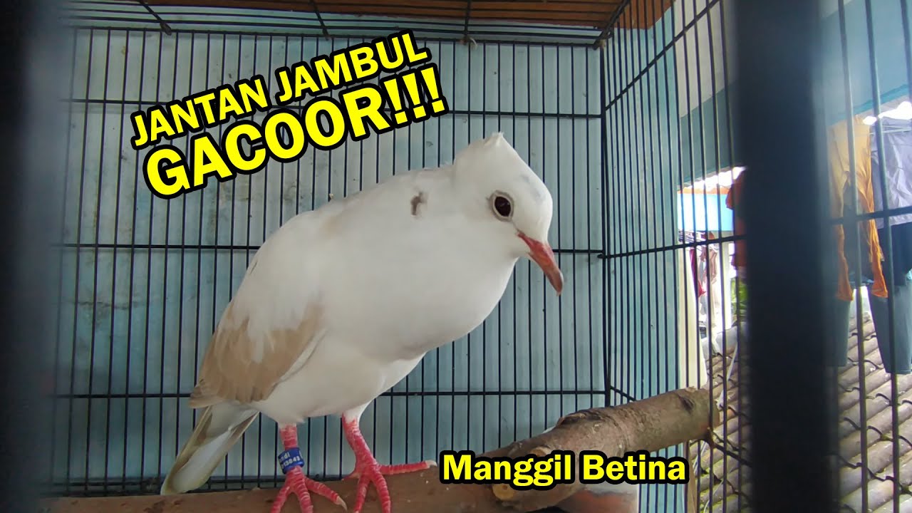 SUARA PUTER JAMBUL JANTAN GACOR - TERNAK BURUNG PUTER HIAS I SOBAT PETANI