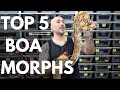 Top 5 Favorite Boa Morphs at Jason’s Exotic Reptiles