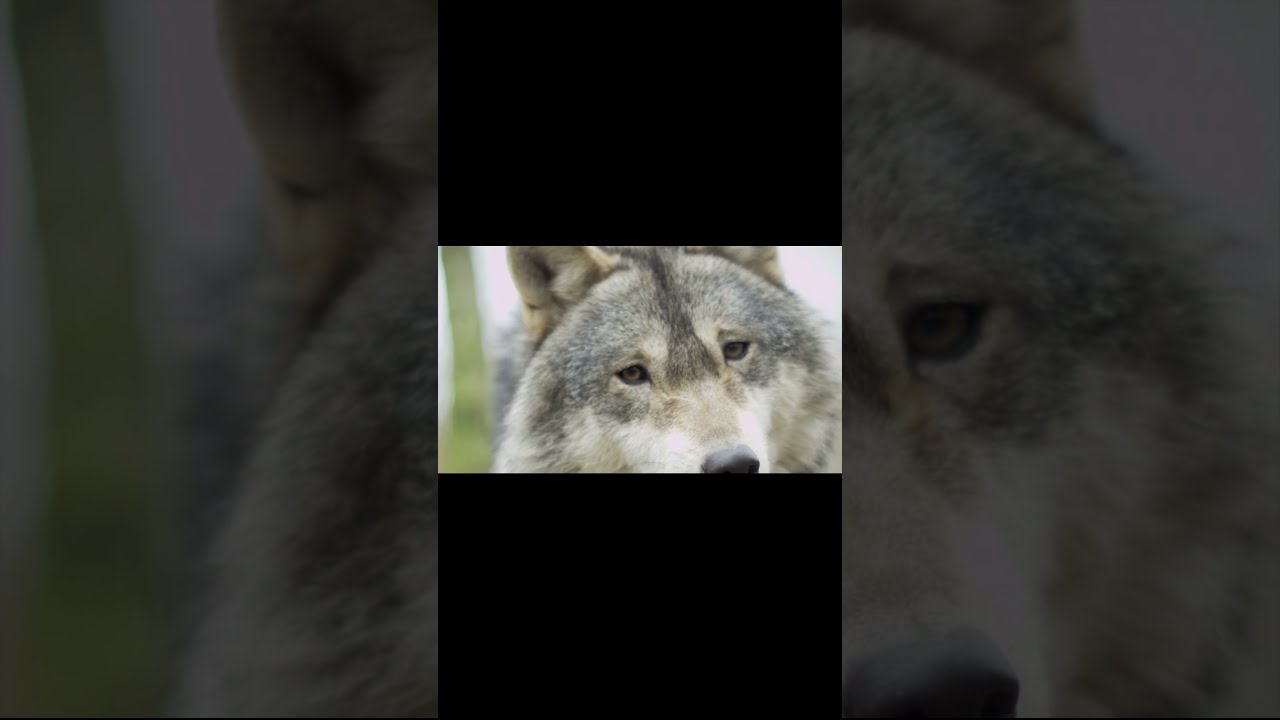Molf Video