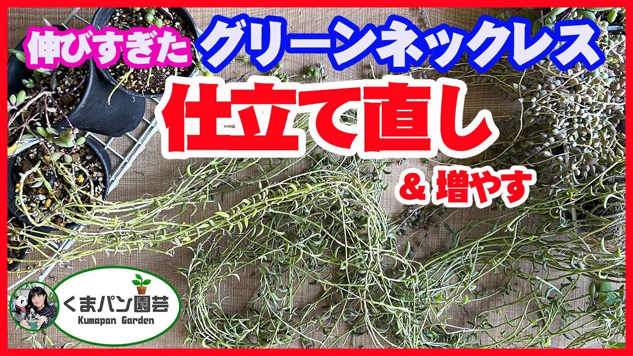 伸びすぎた グリーンネックレスを仕立て直す 増やす 多肉植物 くまパン園芸 Youtube