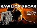 Raw lions roar