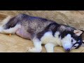 Husky Breeding | Lilly Week 8 | 59 Days Pregnant Dog