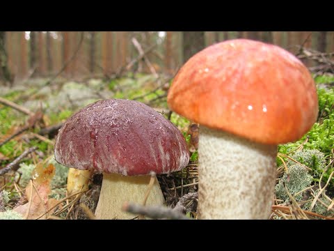 Verloren in het bos, paddenstoelenplukkers vielen in een verdoving toen ze zagen welke paddenstoelen