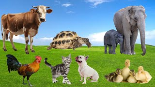Cute little animals - Dogs, cats, chickens, cows, elephants - Animal moments