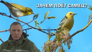 Зачем поёт самец и наша благодарность зрителям