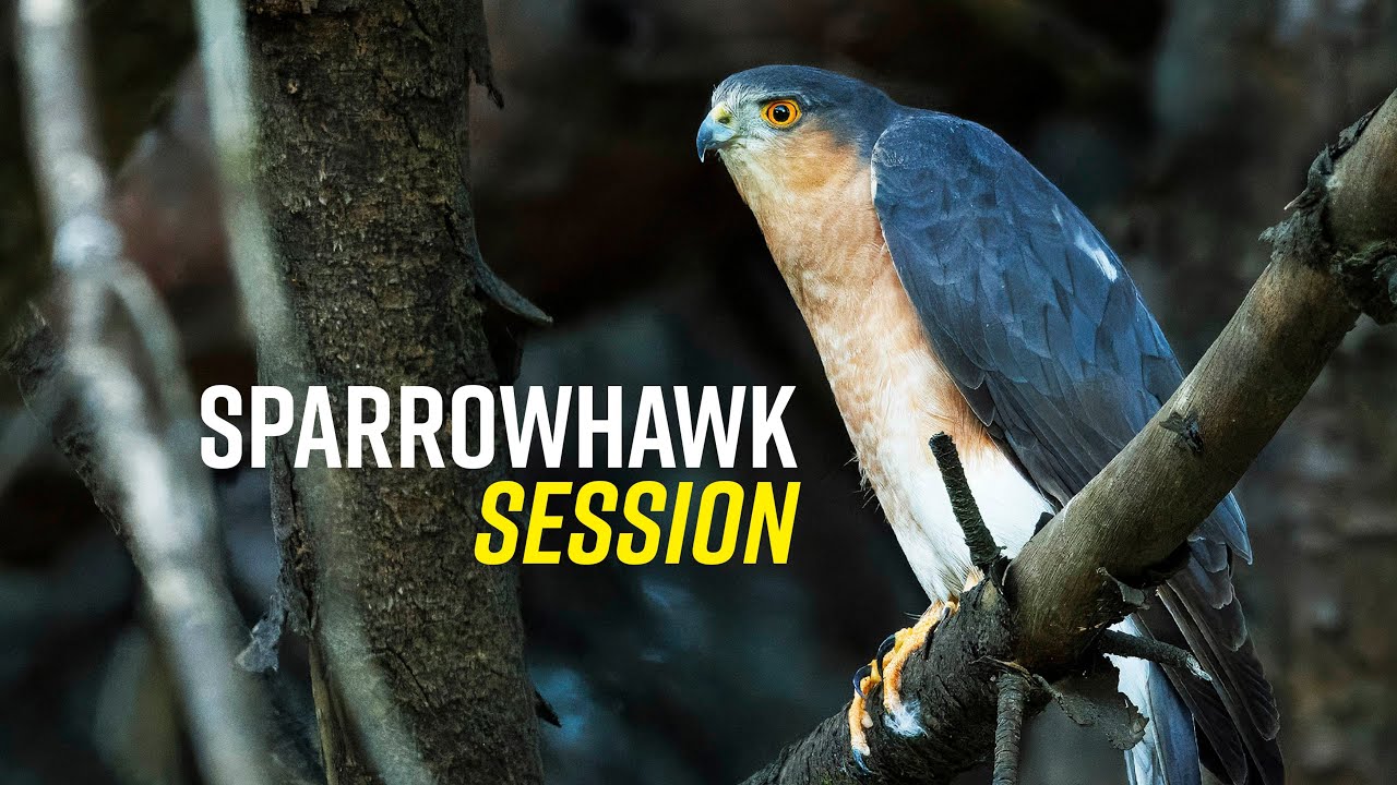 Phantom Of The Common - Chapter 2