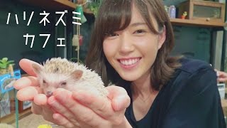 ハリネズミカフェで神ショットが撮れた！ hedgehog cafe【もえりん】
